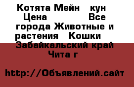 Котята Мейн - кун › Цена ­ 19 000 - Все города Животные и растения » Кошки   . Забайкальский край,Чита г.